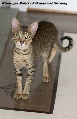 Kiwanga Nubis of SavannahNorway Savannah cat Photo: Camilla Hesby Johnsen